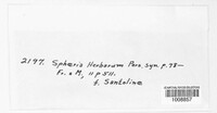 Stemphylium vesicarium image